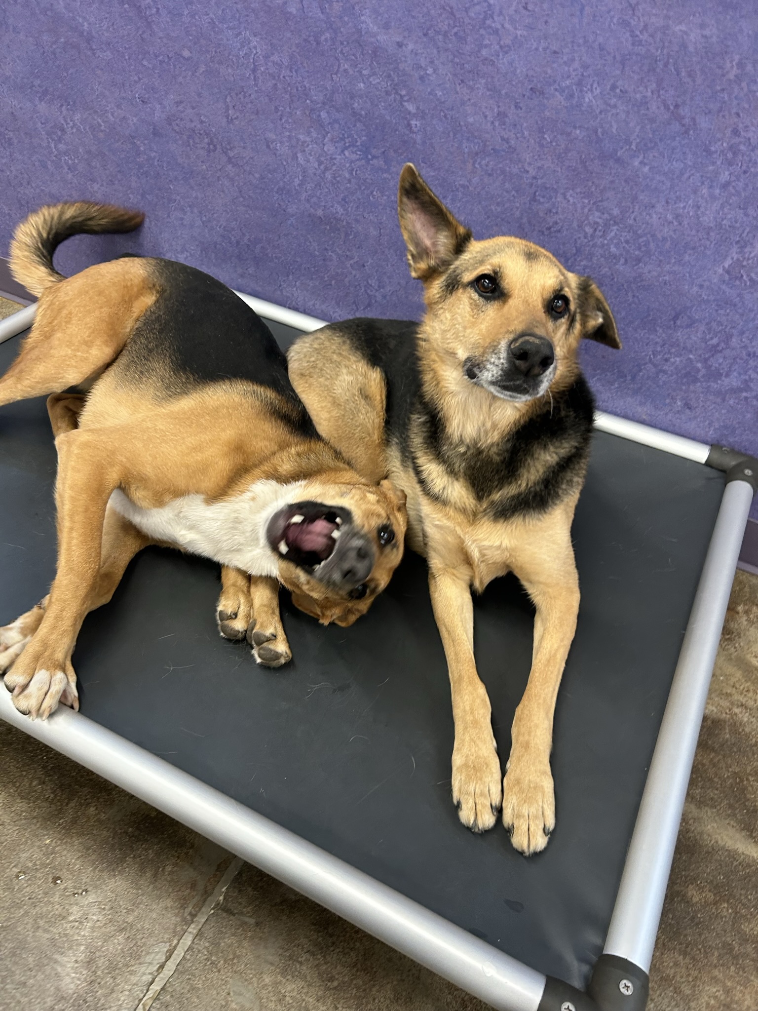 Pet Health Heroes Vca Fairfax Vas Dedicated Team Of Veterinary Superstars - 417o13v