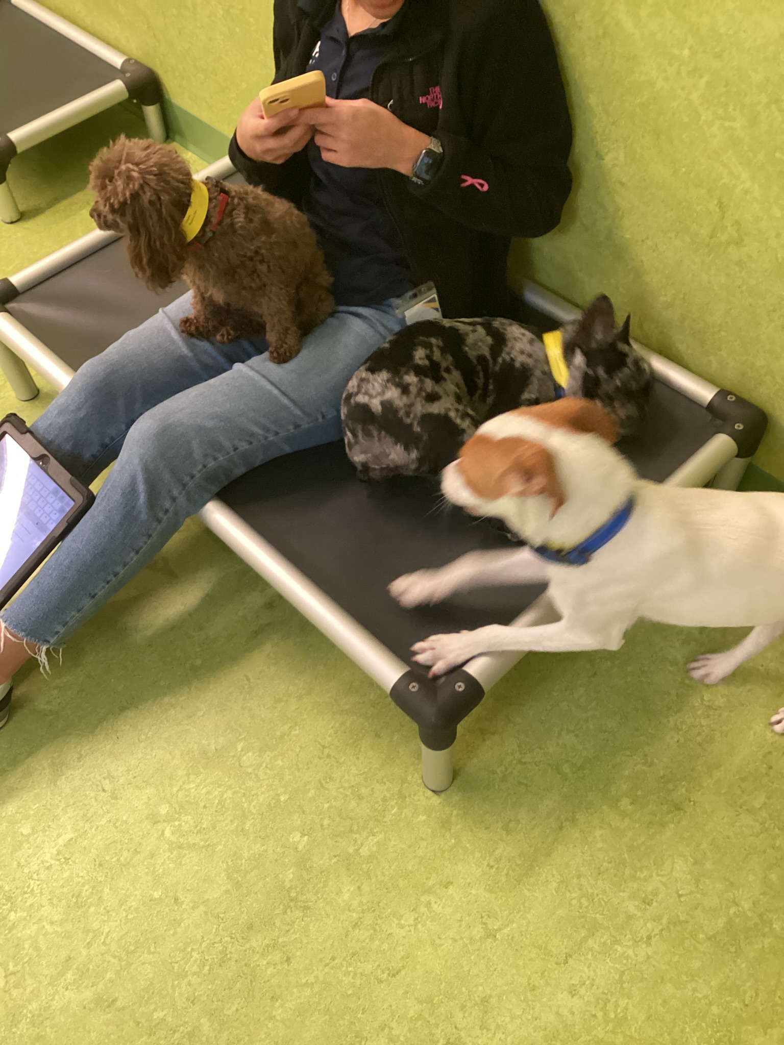 Pet Health Heroes Vca Fairfax Vas Dedicated Team Of Veterinary Superstars - m2jc8k4